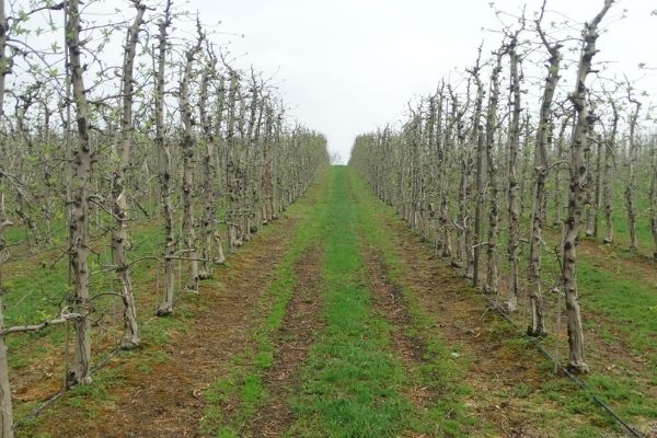 Komunikat sadowniczy nr 3 z dnia 10.04.2018 r.